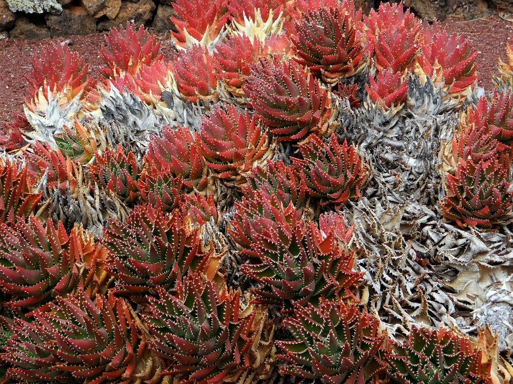 07 Antigua - Giardino botanico.JPG